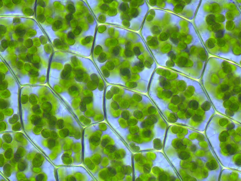 plagiomnium-affine-laminazellen